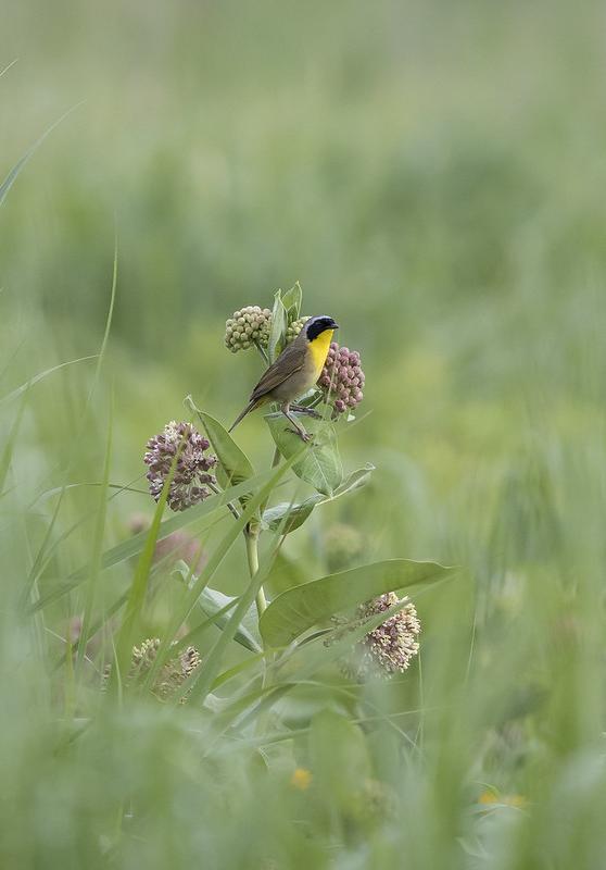 ces_grasslands_bird